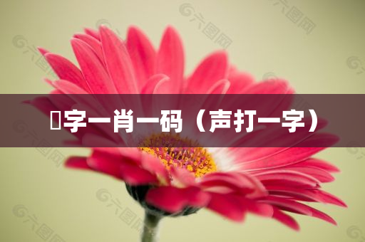 聲字一肖一码（声打一字）