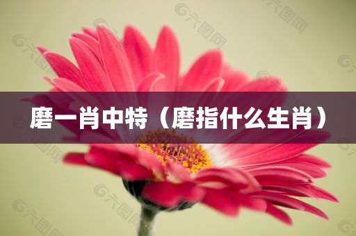 磨一肖中特（磨指什么生肖）